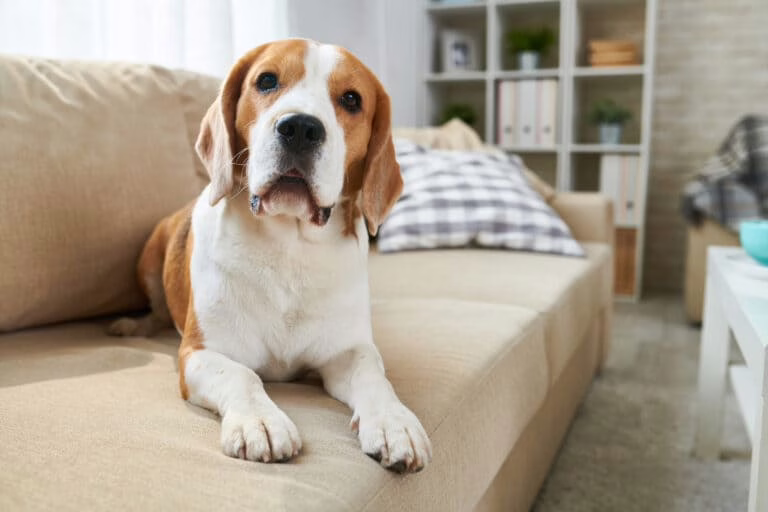 Dog sitting on the sofa looking at the camera